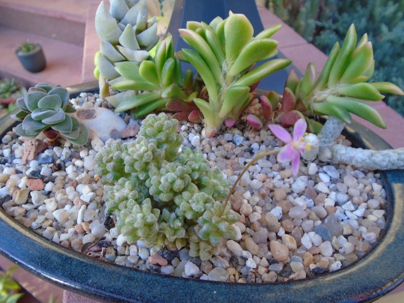 Anacampseros filamentosa ssp. namaquensis - Suculente 2019