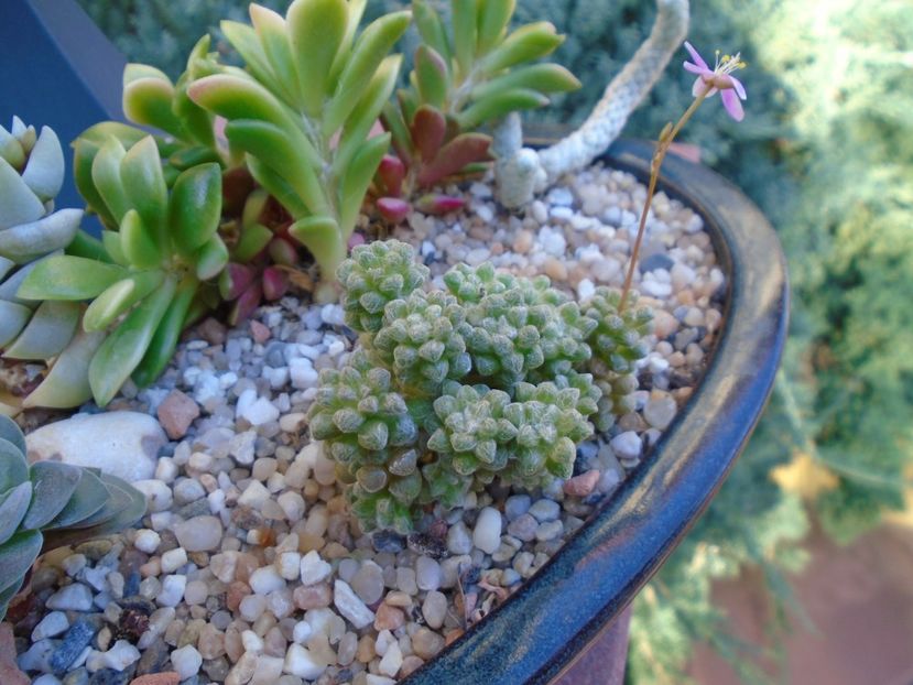 Anacampseros filamentosa ssp. namaquensis - Suculente 2019