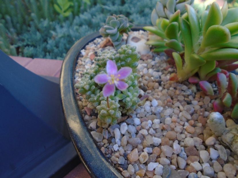Anacampseros filamentosa ssp. namaquensis - Suculente 2019