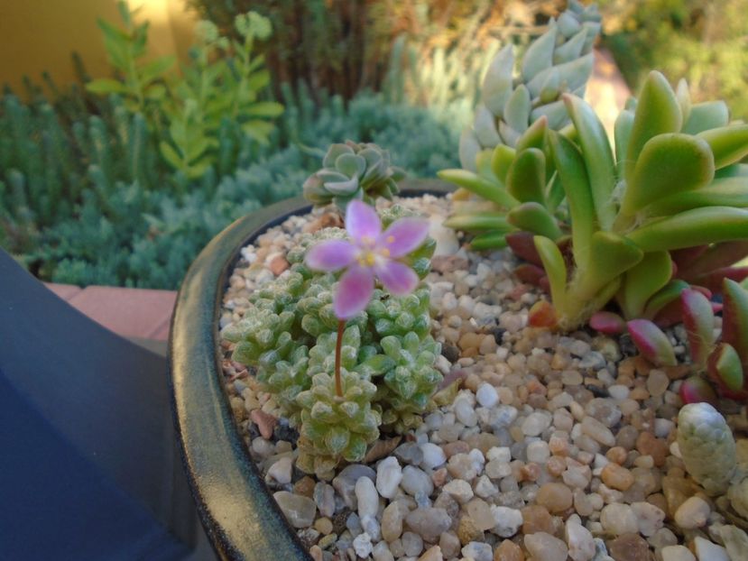 Anacampseros filamentosa ssp. namaquensis - Suculente 2019