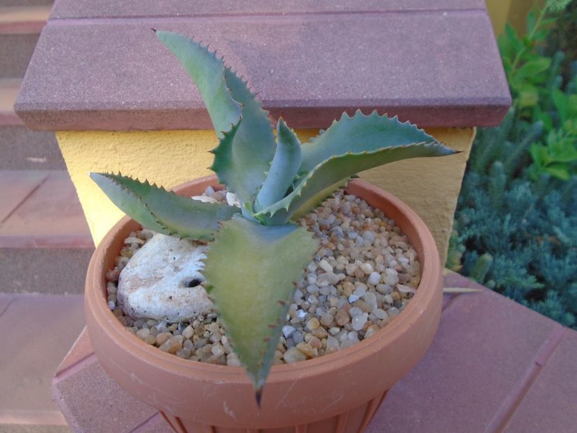 Agave gypsophila - Agave si Yucca 2019