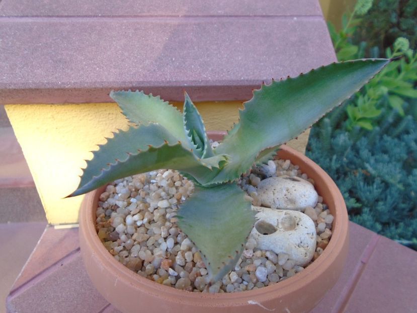 Agave gypsophila - Agave si Yucca 2019