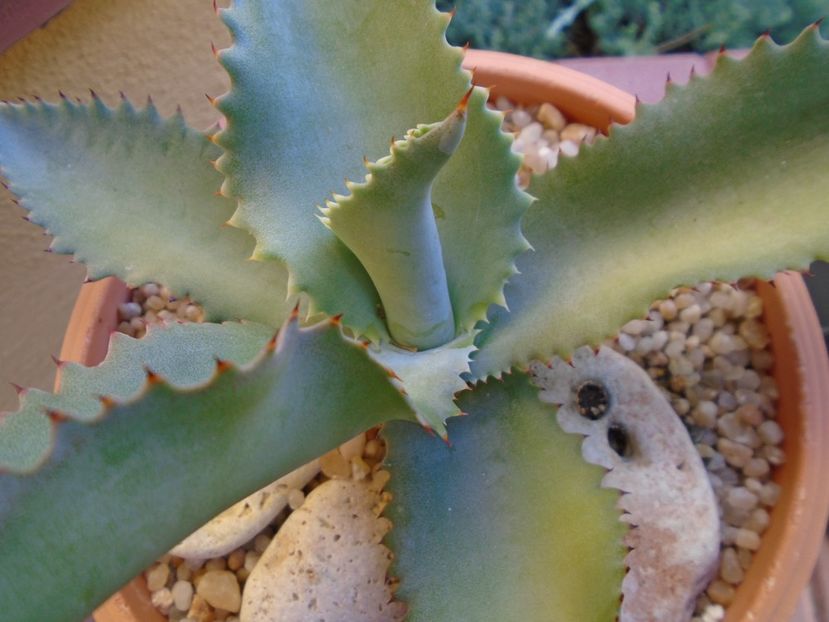 Agave gypsophila - Agave si Yucca 2019