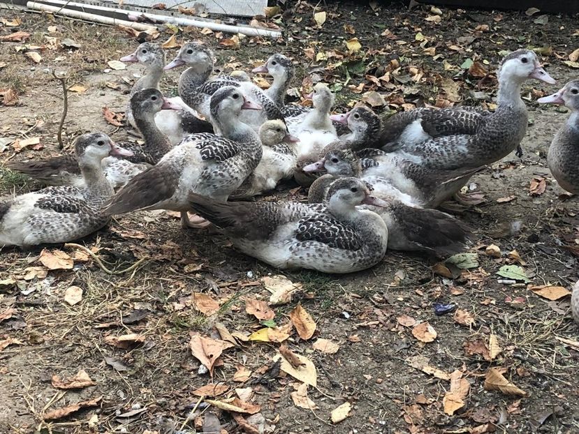 Barate - Brown ripple 2019