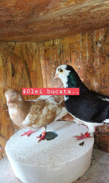  - Rolleri de Birmingam 2019