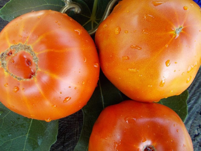  - SEMINTE ROSII - T 429 GROSSE ESPAGNOLE IISSE