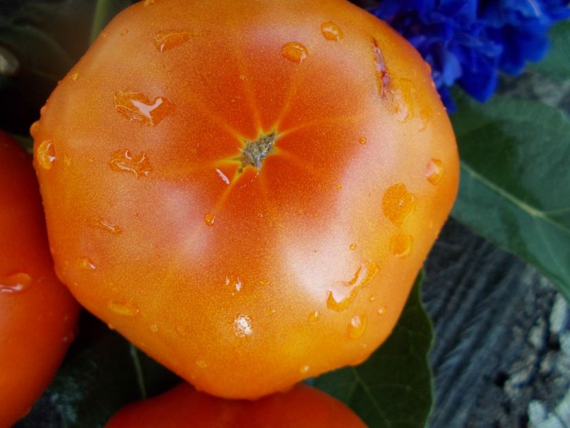  - SEMINTE ROSII - T 429 GROSSE ESPAGNOLE IISSE