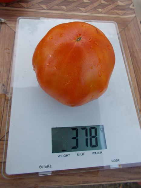  - SEMINTE ROSII - T 429 GROSSE ESPAGNOLE IISSE