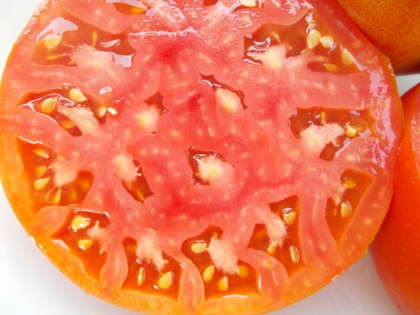  - SEMINTE ROSII - T 429 GROSSE ESPAGNOLE IISSE