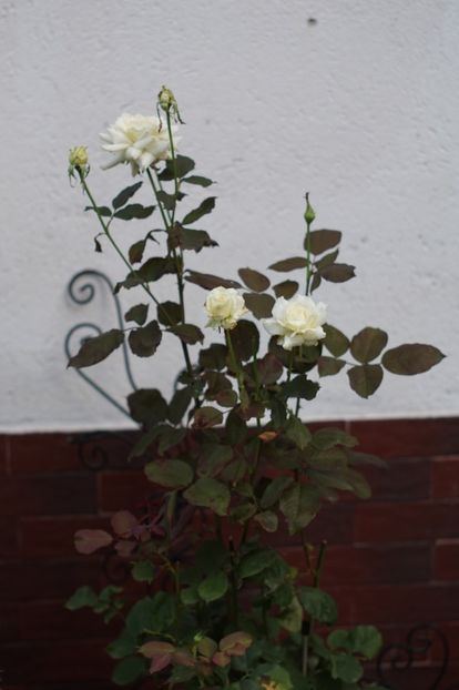 Pope John Paul II - Trandafirii care au remontat in august