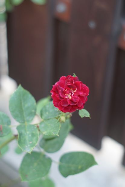  - Trandafirii care au remontat in august