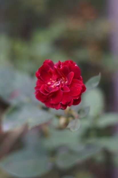  - Trandafirii care au remontat in august