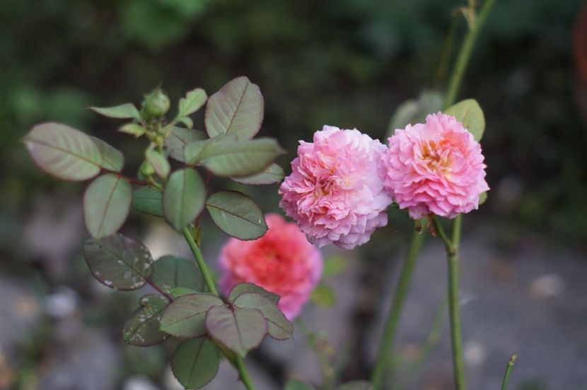 Florajet - Trandafirii care au remontat in august