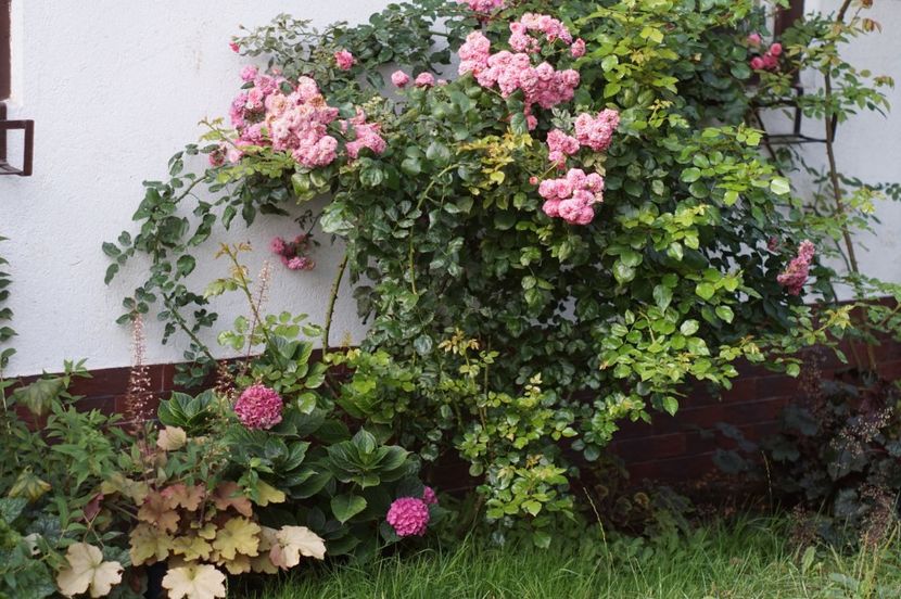 Les quatre saisons - Trandafirii care au remontat in august