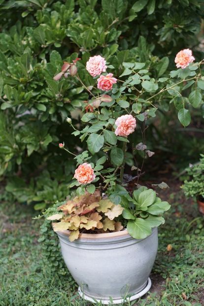 Festival des Jardins de Chaumont - Trandafirii care au remontat in august