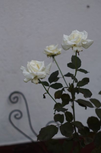  - Trandafirii care au remontat in august