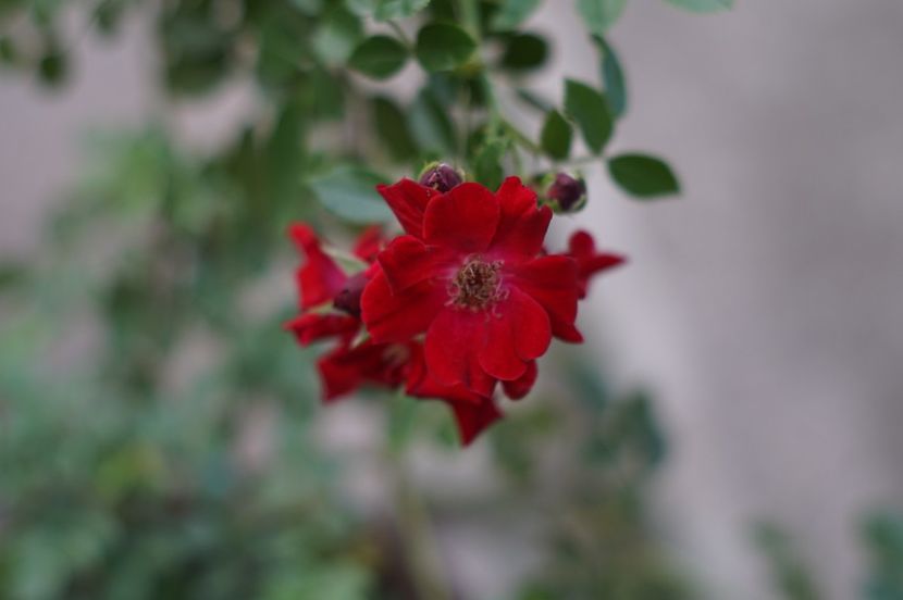 Dortmund - Trandafirii care au remontat in august