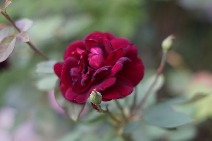  - Trandafirii care au remontat in august