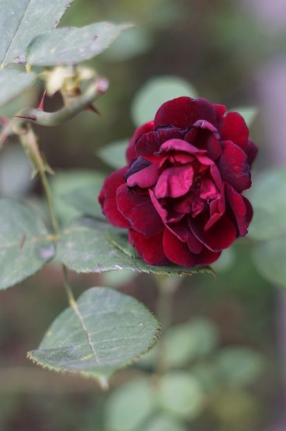  - Trandafirii care au remontat in august