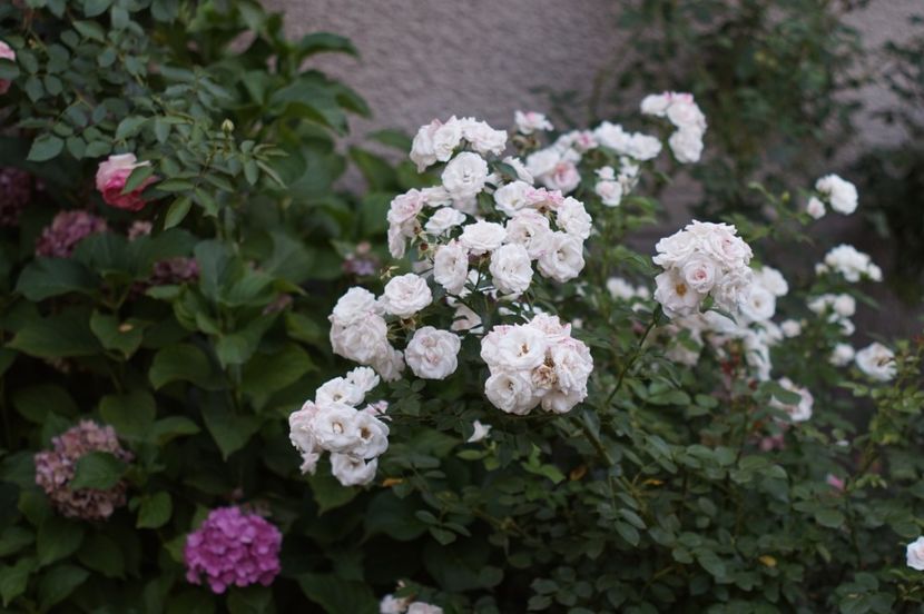  - Trandafirii care au remontat in august