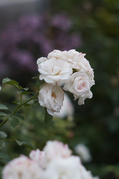  - Trandafirii care au remontat in august