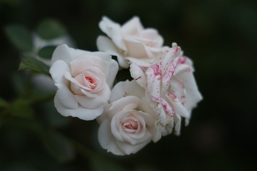 Aspirin - Trandafirii care au remontat in august