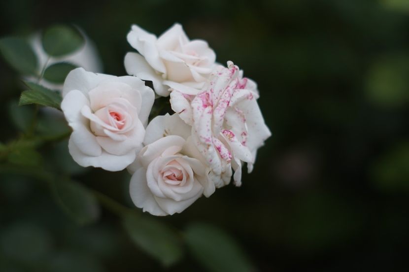  - Trandafirii care au remontat in august