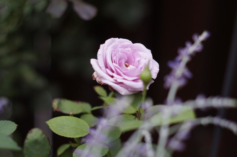  - Trandafirii care au remontat in august