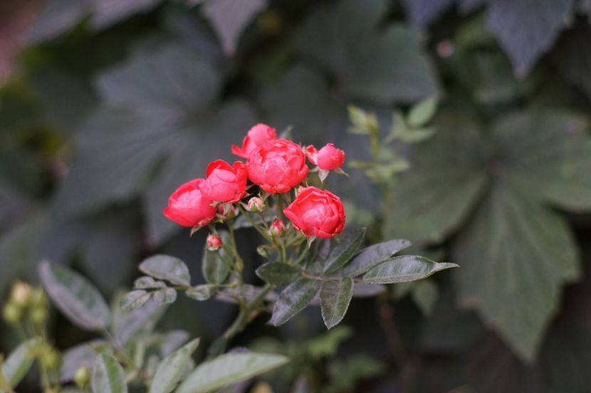  - Trandafirii care au remontat in august