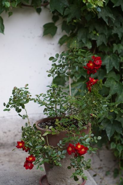  - Trandafirii care au remontat in august