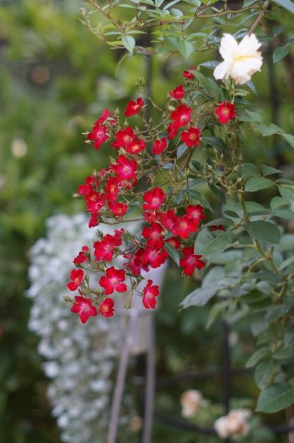  - Trandafirii care au remontat in august