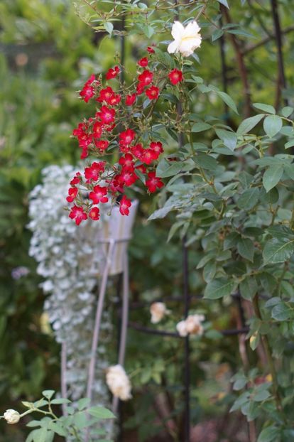  - Trandafirii care au remontat in august