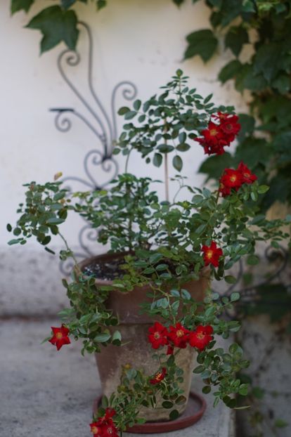  - Trandafirii care au remontat in august