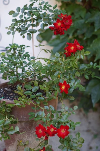  - Trandafirii care au remontat in august