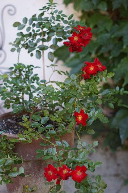  - Trandafirii care au remontat in august