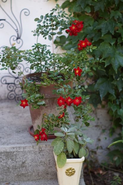  - Trandafirii care au remontat in august