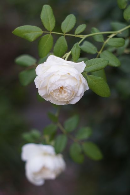  - Trandafirii care au remontat in august