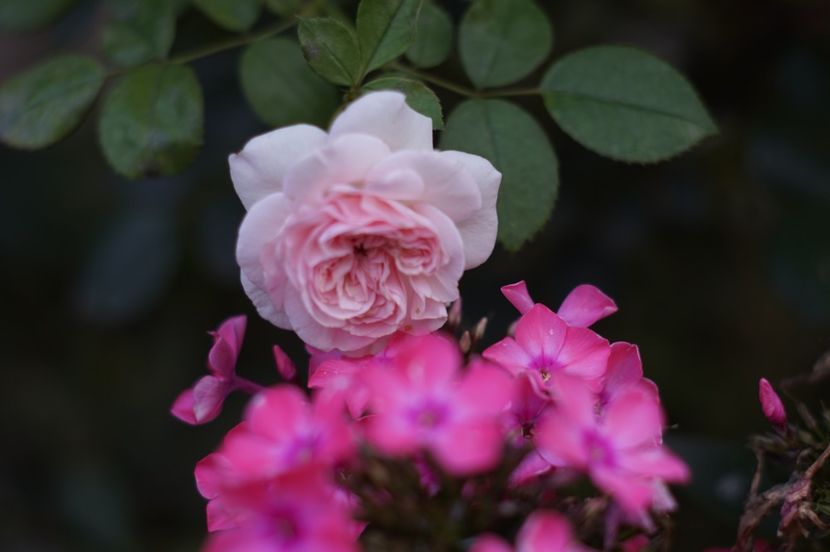  - Trandafirii care au remontat in august