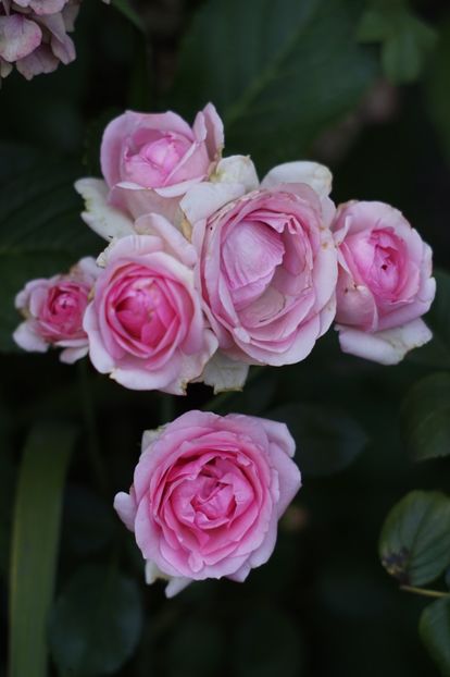 History - Trandafirii care au remontat in august