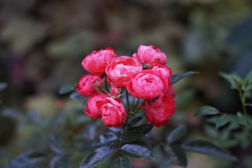  - Trandafirii care au remontat in august