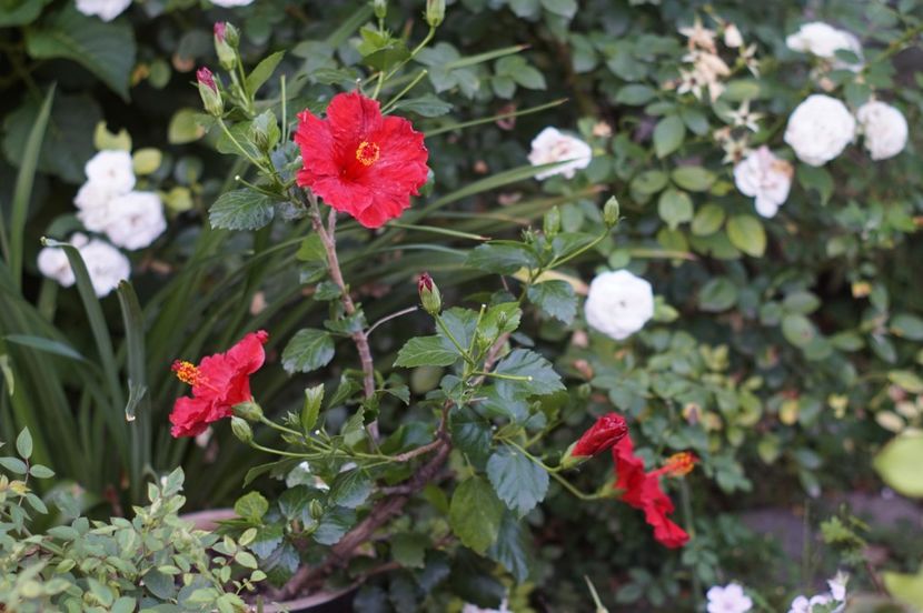  - Trandafirii care au remontat in august