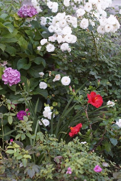  - Trandafirii care au remontat in august