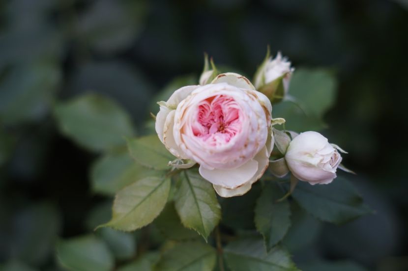  - Trandafirii care au remontat in august