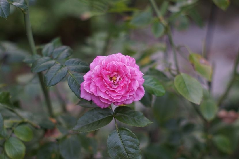  - Trandafirii care au remontat in august