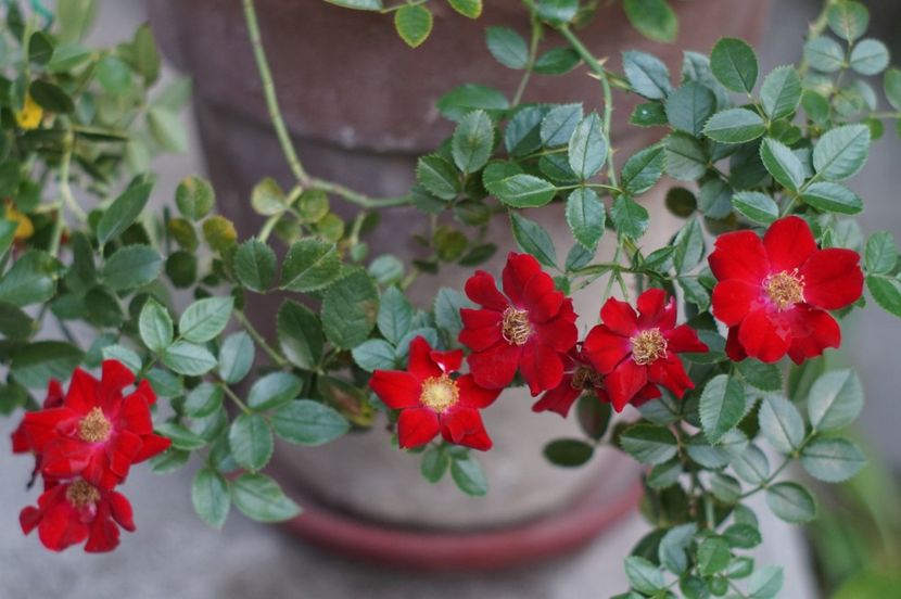  - Trandafirii care au remontat in august