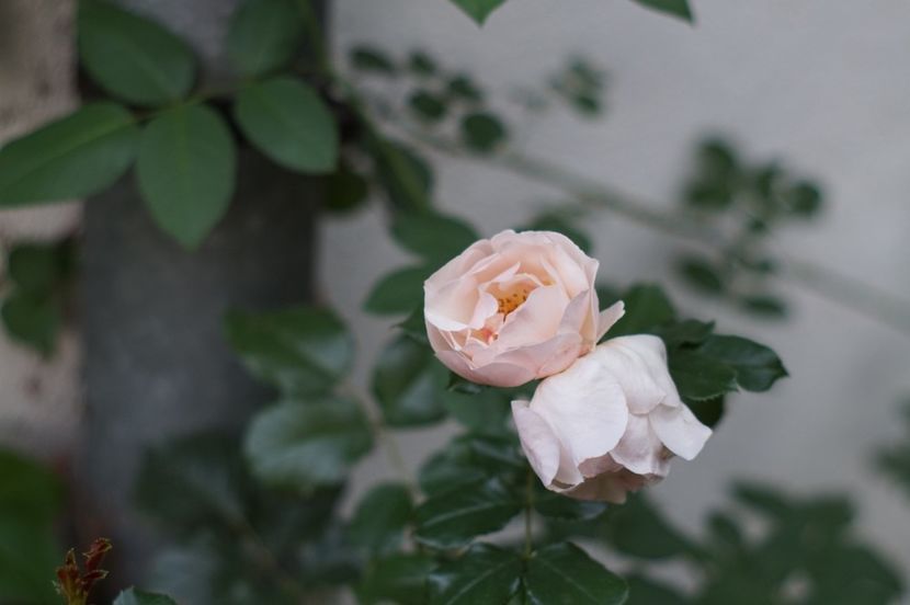  - Trandafirii care au remontat in august