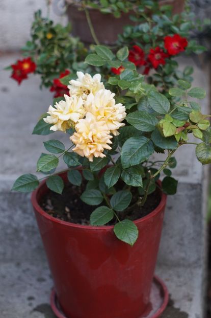  - Trandafirii care au remontat in august