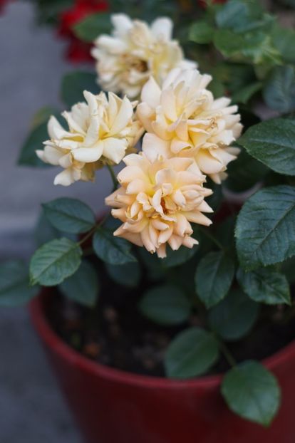 Goldelse - Trandafirii care au remontat in august