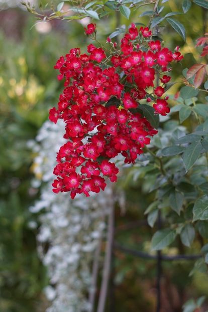  - Trandafirii care au remontat in august