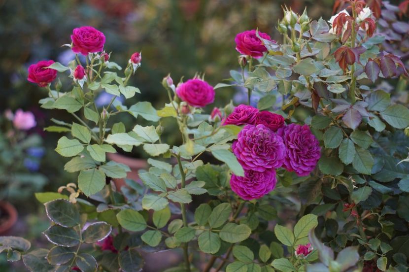  - Trandafirii care au remontat in august